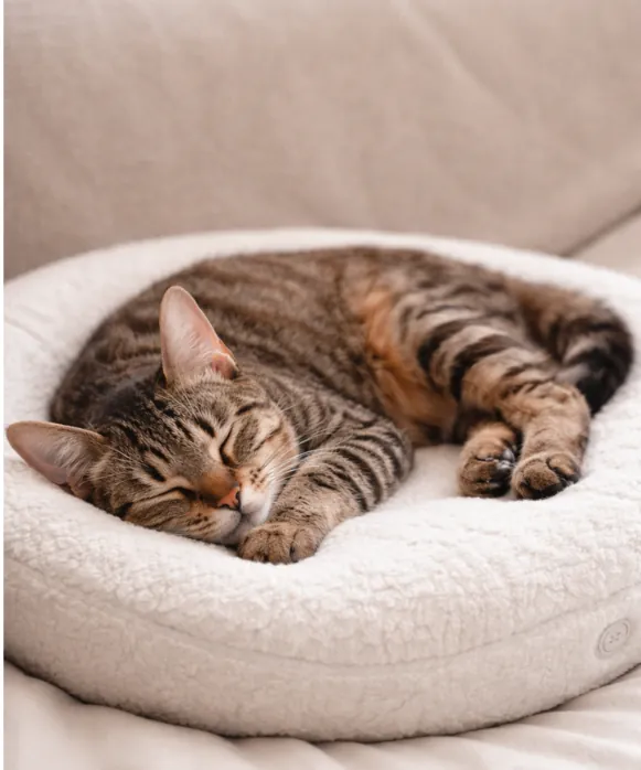 My Cat Sleeping on Kneed Cats Therapeutic Bed - kneed cats bed review