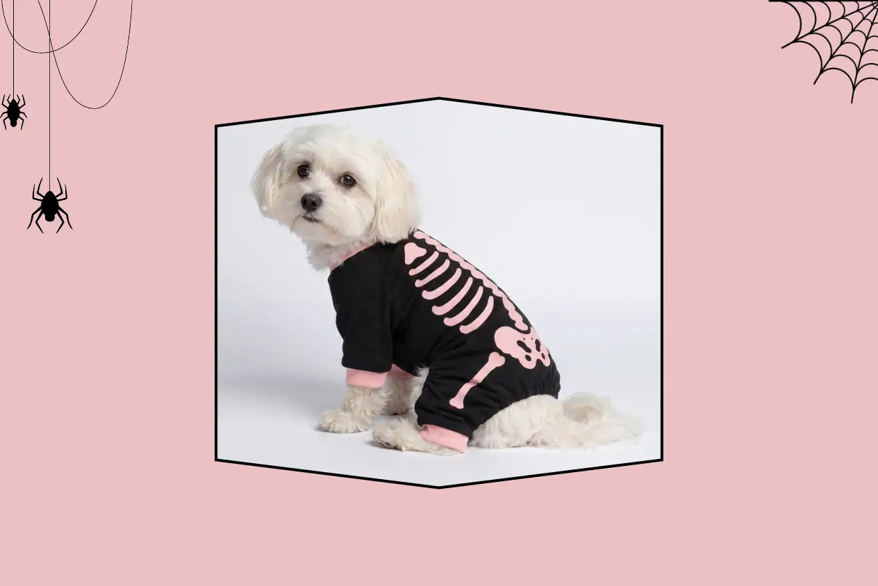 Dog Halloween Costumes